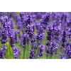Lavender Field Dreamscape