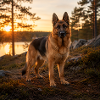 German Shepherd Dog at Sunset