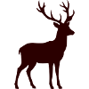 roe deer