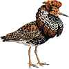 Battle runner Calidris pugnax