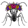 Flower Crown-Ant Ant
