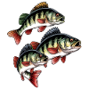 Pêche à la perche