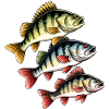 Pêche à la perche