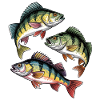 Pêche à la perche