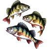 Pêche à la perche