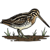 Snipe Snipe Snipe Camouflage Bird