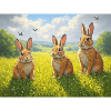 Three rabbits in the spring field