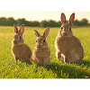 Spring Bunny Trio