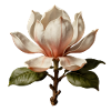Magnolia Elegant Botanical Illustration