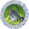 Cats, tomcats, outdoor cats