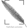 Fern leaf (Nephrolepis auriculata)