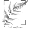 Fern leaf (Pteris semipinnata)