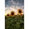 Sunflowers at sunset