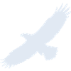 Aigle