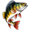 Pêche à la perche