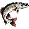 Predatory Pike
