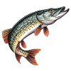 Coloured pike print