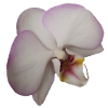 Elegant_Pale_Lavender_Phalaenopsis_Moth_Orchid