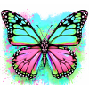 butterfly