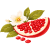 Pomegranate Illustration with Blossom – Botanical