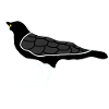 Black raven in yellow outline