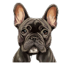 French Bulldog Portrait Cartoon