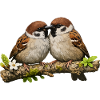 Kissing Sparrows on Branch