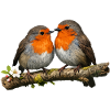 Duo Red Robin on Branch