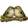 Goldcrests on twig - illustration