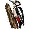 Polygonal Woodpecker