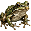 Geometric Frog Polygon Art