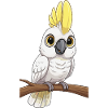 Funny cockatoo with big eyes
