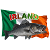 Wolfsbarsch Angeln Irland - Wölfe 