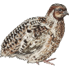 Quail - Redhead