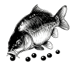 Carp at lunch