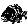 Dream Carp