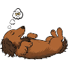 Long-haired Dachshund Dachshund Holder Dachshund Tekkel