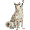 Shiba Inu -koira perhosen motiivilla