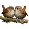 Wrens on Stem