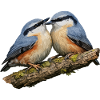 Two Nuthatches on Branch