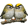 Duo of Firecrests on Branch