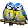 Two Blue