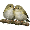 Kissing Chiffchaff on Branch