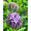Phacélie violette – Fleur sauvage botanique