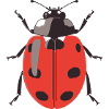 Marienkäfer