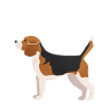 Beagle Dog Anatomy