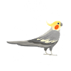 Cockatiel Anatomy