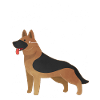 German Shepherd Dog Anatomy