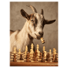 Goat playing chess