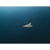 Manta Glide Over Ocean Abyss